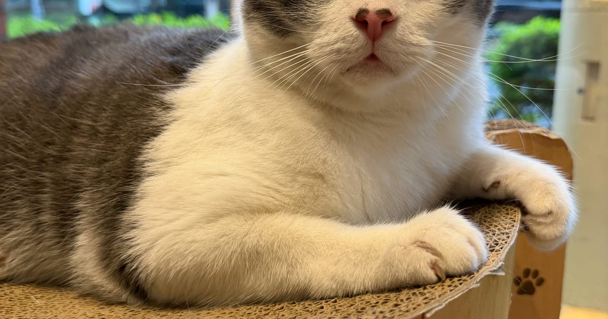 こはだ