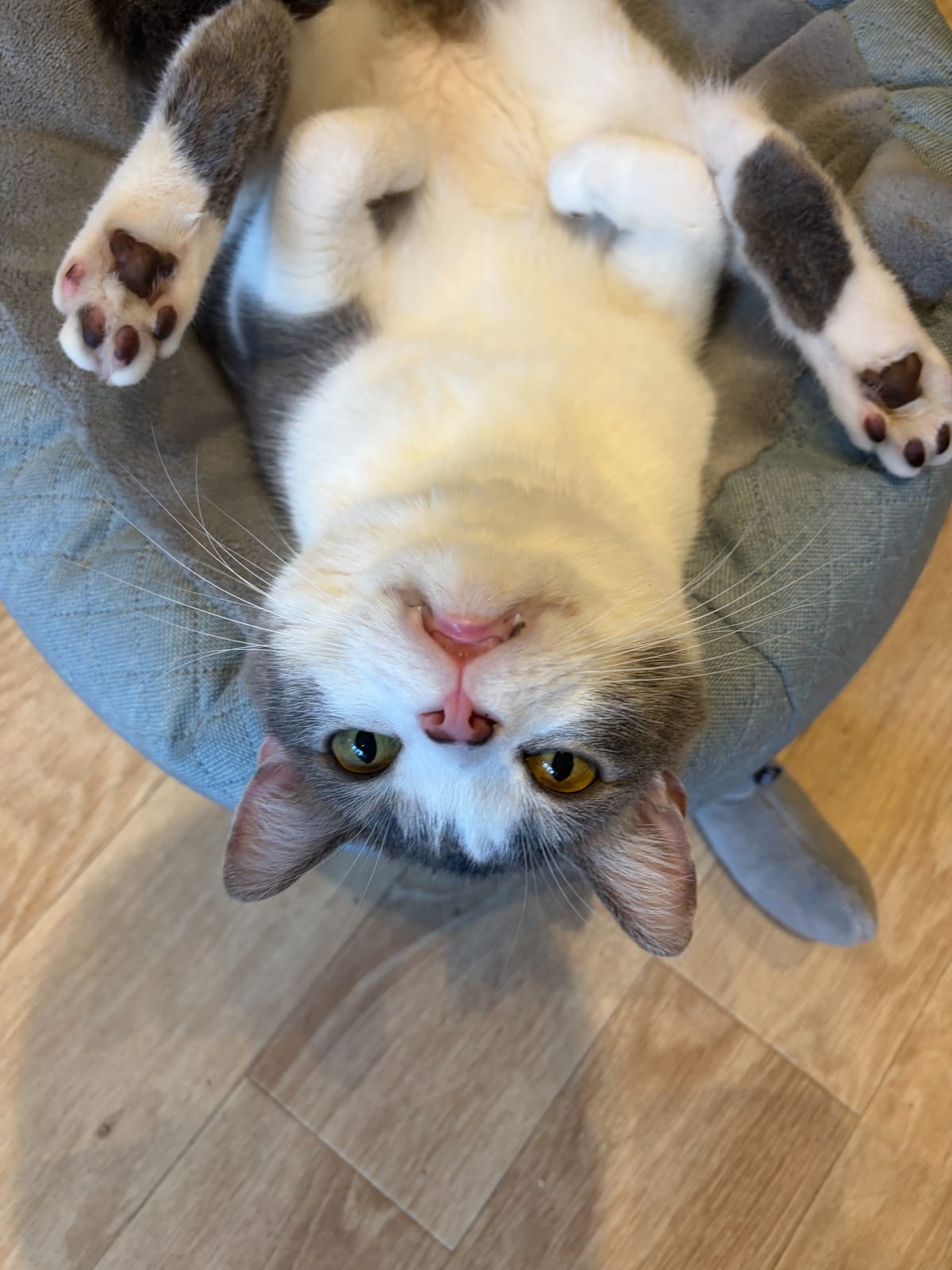 こはだの写真