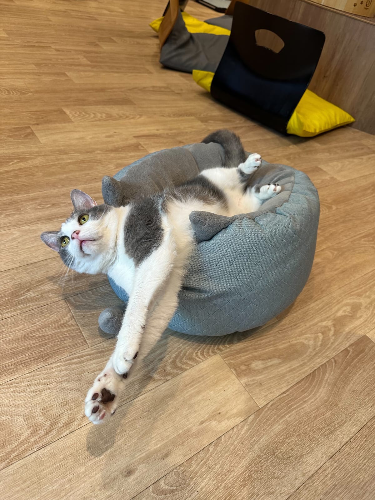 こはだの写真