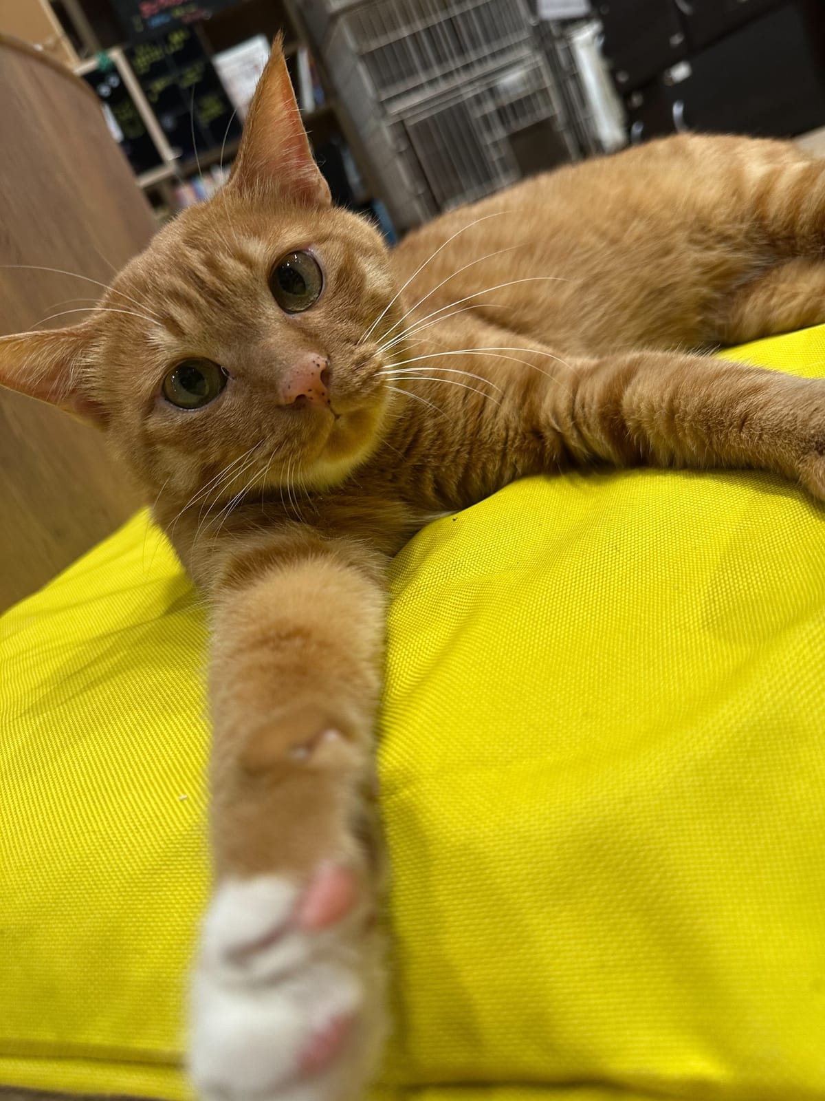 おこげの写真