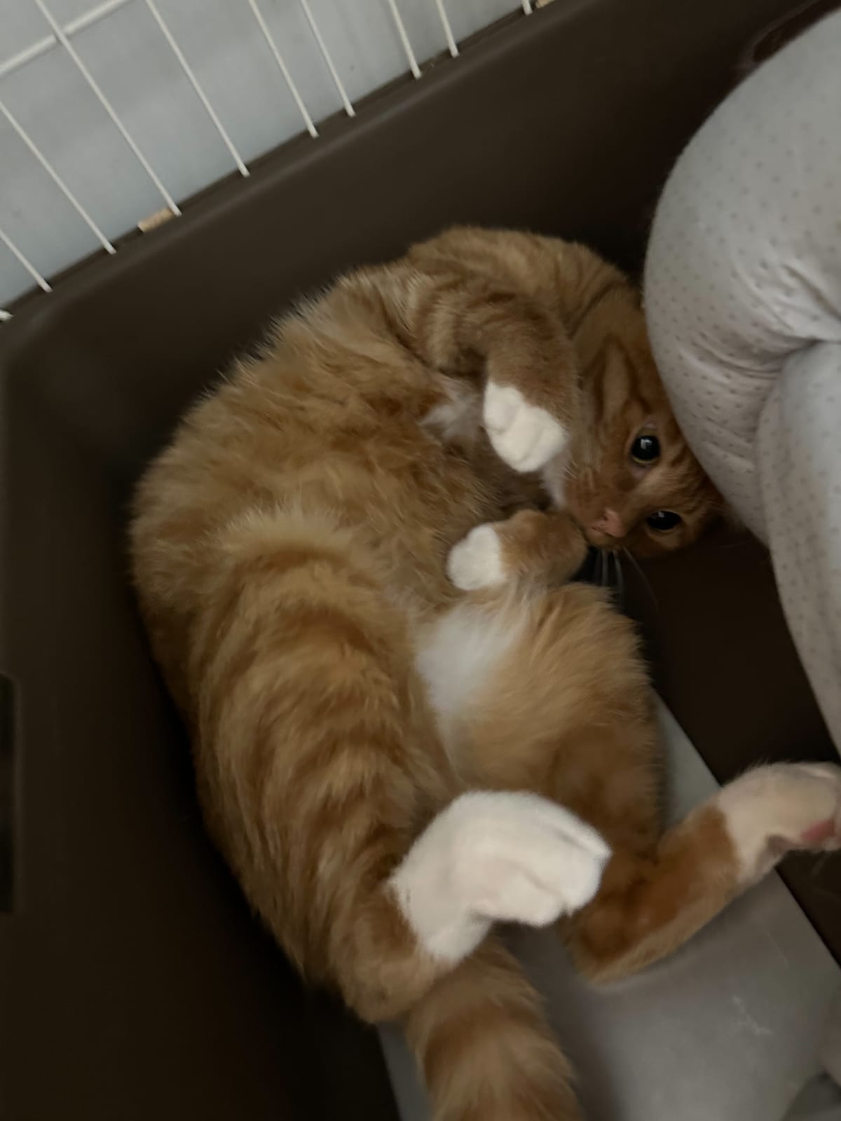 おこげの写真