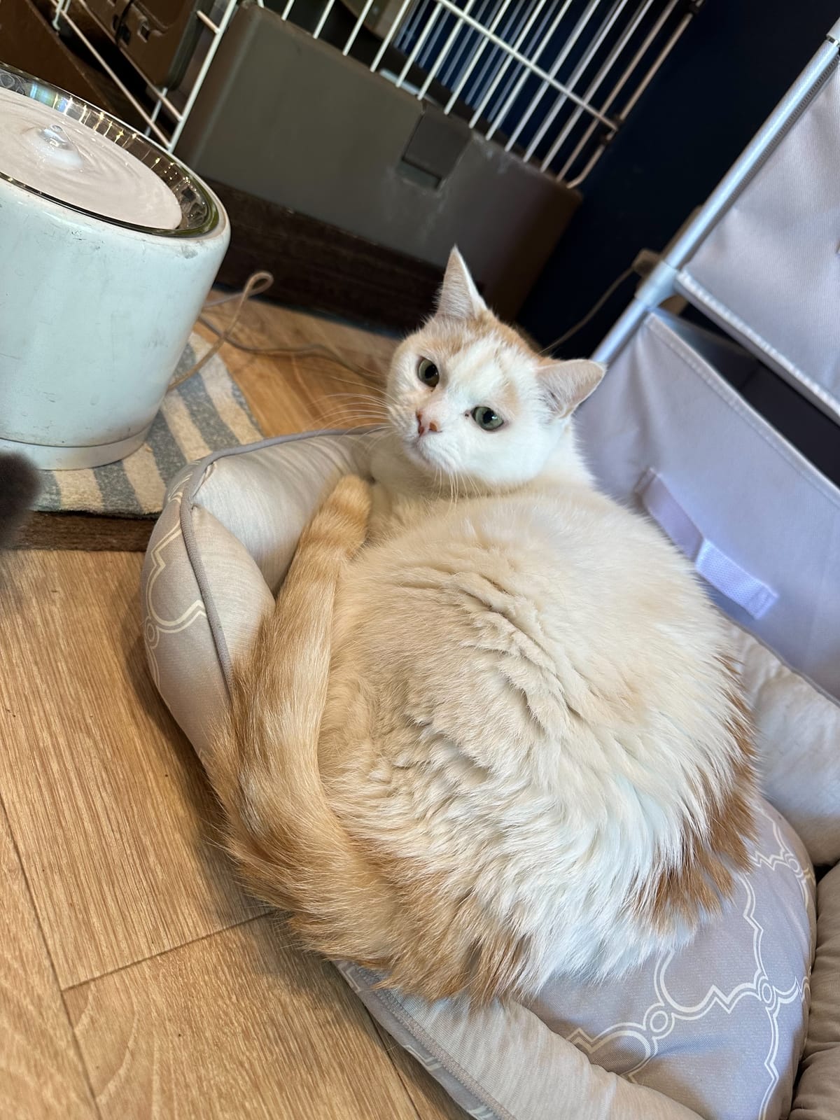 おもちの写真