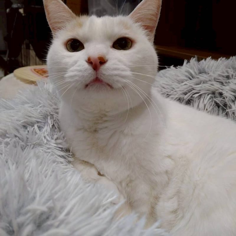 おもちのサムネイル写真