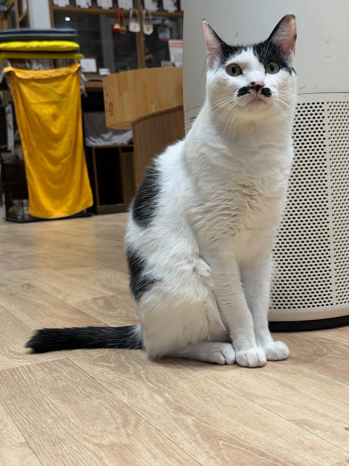 おさつの写真