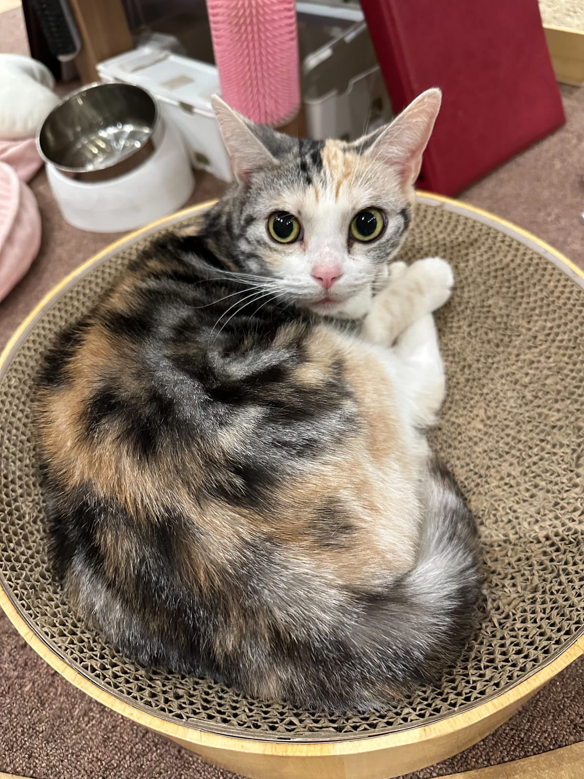 さよりの写真