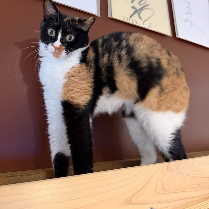 いくらのサムネイル写真