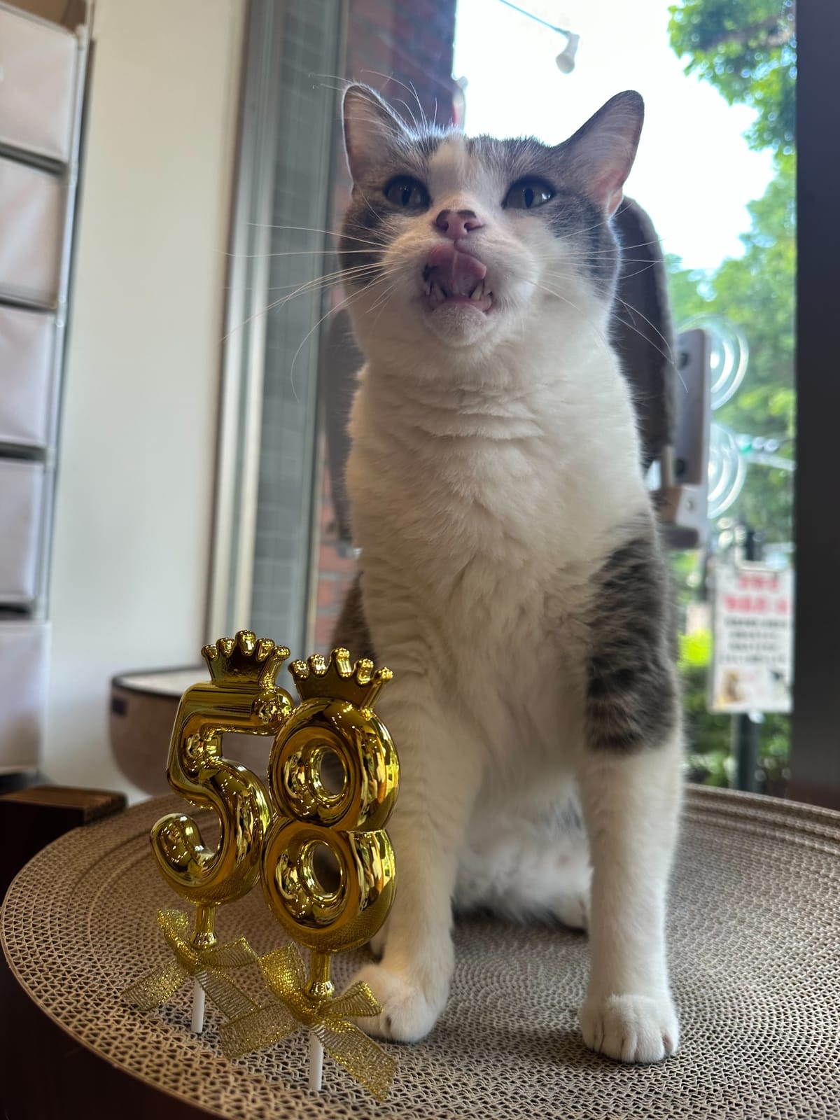 こはだボットのあゆみ