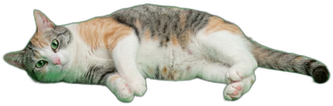さより