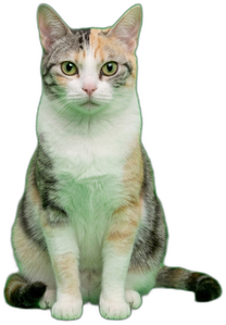さより
